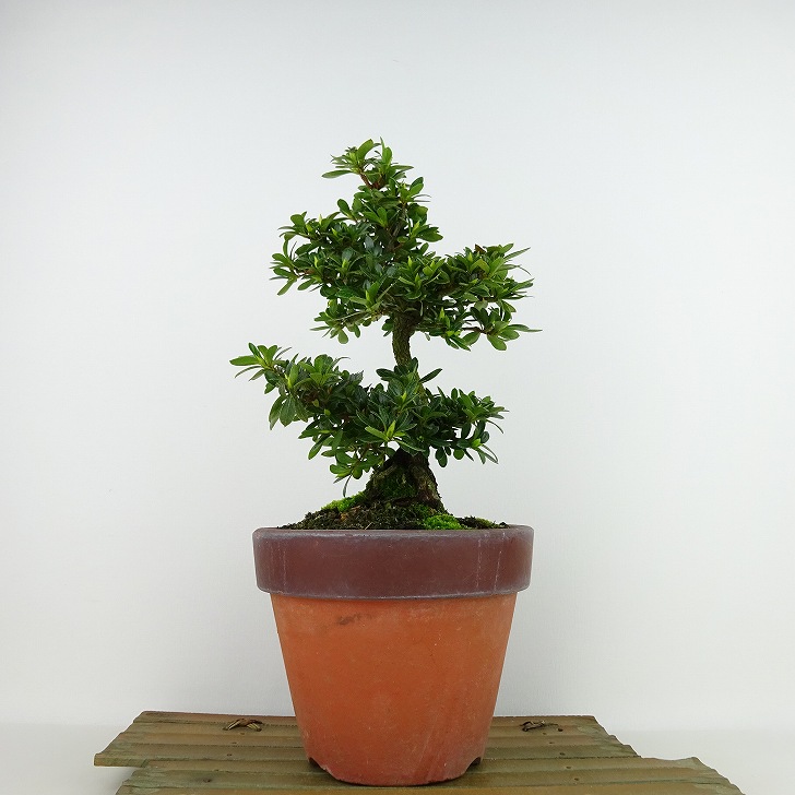 皐月　明美の月　高20cm 皐月 明美の月 高20cm