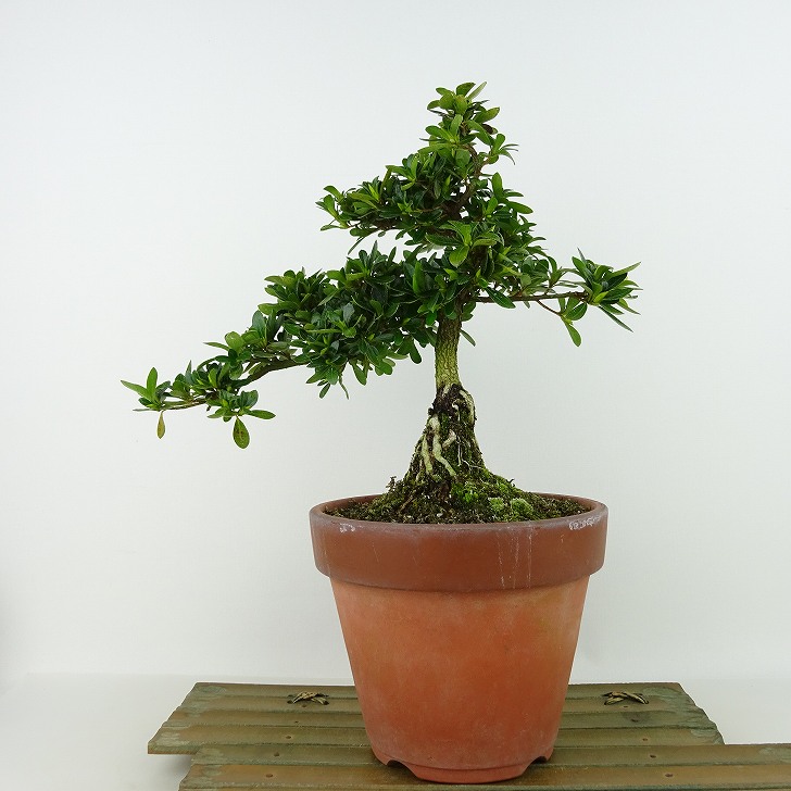 皐月　明美の月　高20cm 盆栽 特選：皐月(明美の月)現品*さつき サツキ Satsuki bonsai