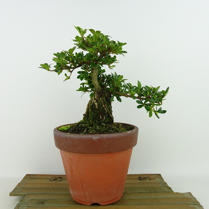 皐月 秋月 ※花終わり 樹高64cm 花物盆栽 盆養木 綺麗な花 皐月 秋月