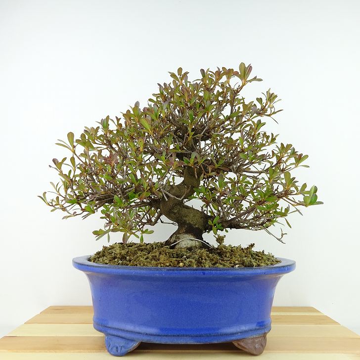 楽天市場】盆栽 皐月 明美の月 樹高 約16cm さつき Rhododendron