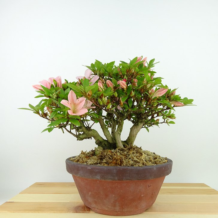 楽天市場】盆栽 皐月 新日光 樹高 約22cm さつき Rhododendron indicum