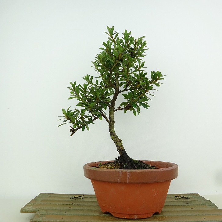 楽天市場】盆栽 皐月 晃山 樹高 約20cm さつき Rhododendron indicum