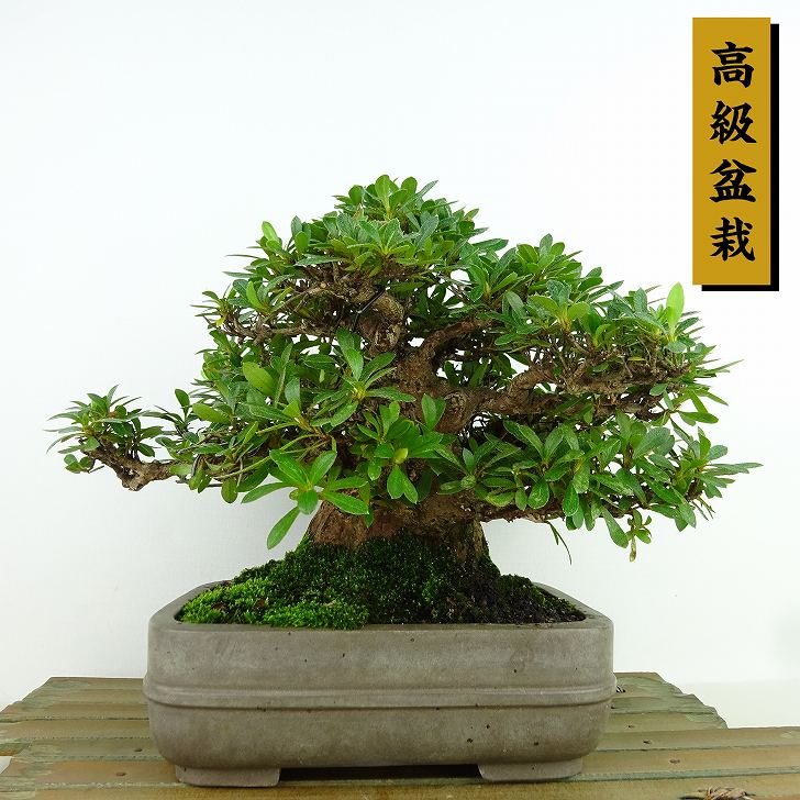 極上さっき小品盆栽　明美の月　高13cm 盆栽 特選：皐月(明美の月)現品*さつき サツキ Satsuki bonsai