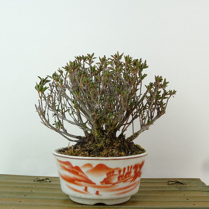 楽天市場】盆栽 皐月 聖代 樹高 約14cm さつき Rhododendron indicum