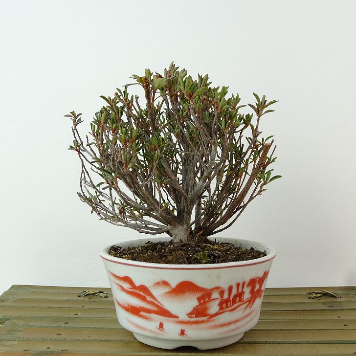 皐月盆栽「聖代」 楽天市場】盆栽 皐月 聖代 樹高 約14cm さつき Rhododendron indicum