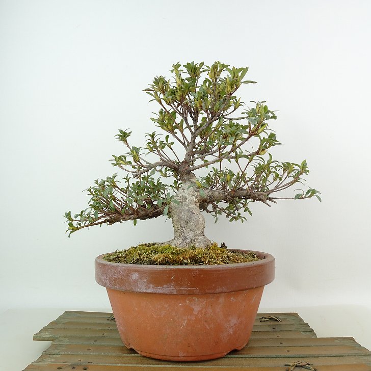 楽天市場】盆栽 皐月 晃山 樹高 約20cm さつき Rhododendron indicum