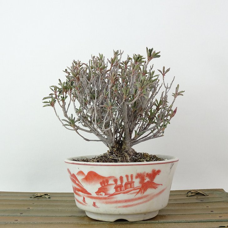 『日の丸』 皐月盆栽 さつき盆栽 サツキ盆栽 楽天市場】盆栽 花芽付！皐月（サツキ）（日の丸）【現品】2026春開花