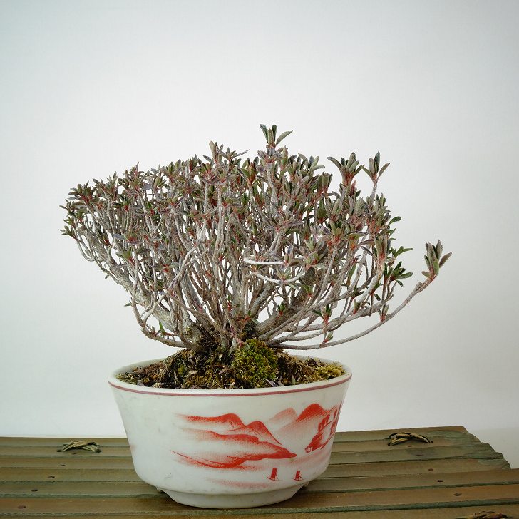 楽天市場】盆栽 特選：早乙女さつき 現品*皐月 サツキ satsuki bonsai