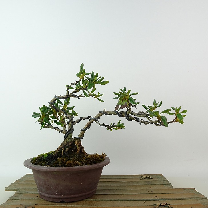 大特価！ツツジ 盆栽 超極太 雲仙 深山霧島 花蕾沢山あります