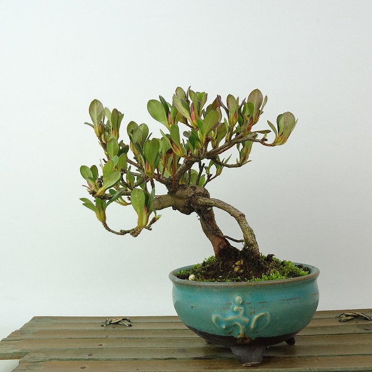 楽天市場】盆栽 花芽付！皐月（サツキ）（日の丸）【現品】2026