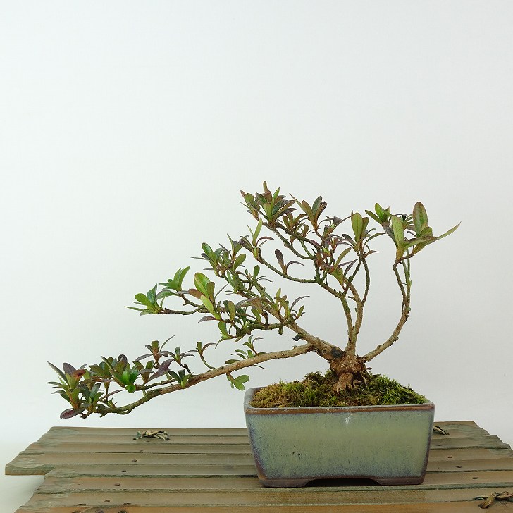 楽天市場】盆栽 皐月 樹高 約11cm さつき Rhododendron indicum サツキ