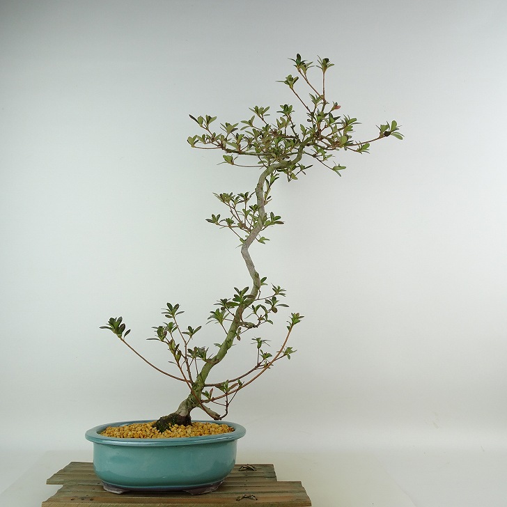 楽天市場】盆栽 皐月 神鏡 樹高 約30cm さつき Rhododendron indicum