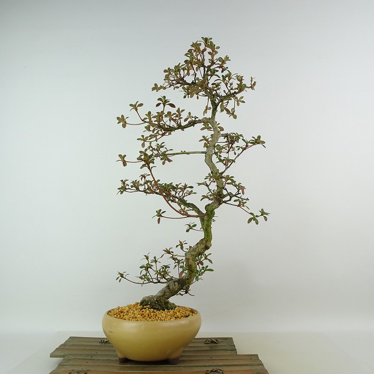楽天市場】盆栽 皐月 樹高 約41cm さつき Rhododendron indicum サツキ