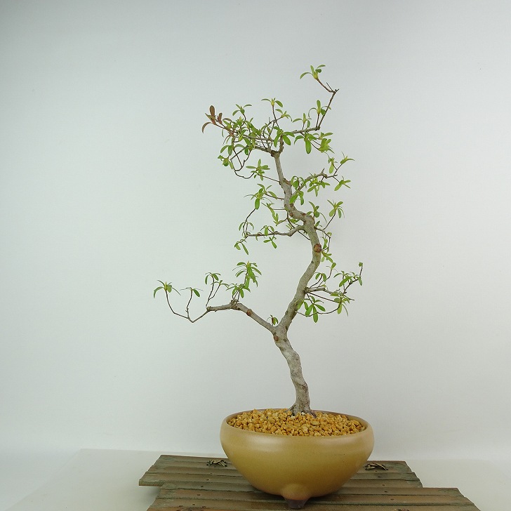盆栽 皐月 花水仙 樹高 約37cm さつき Rhododendron indicum サツキ ツツジ科 常緑樹 観賞用 現品 送料無料