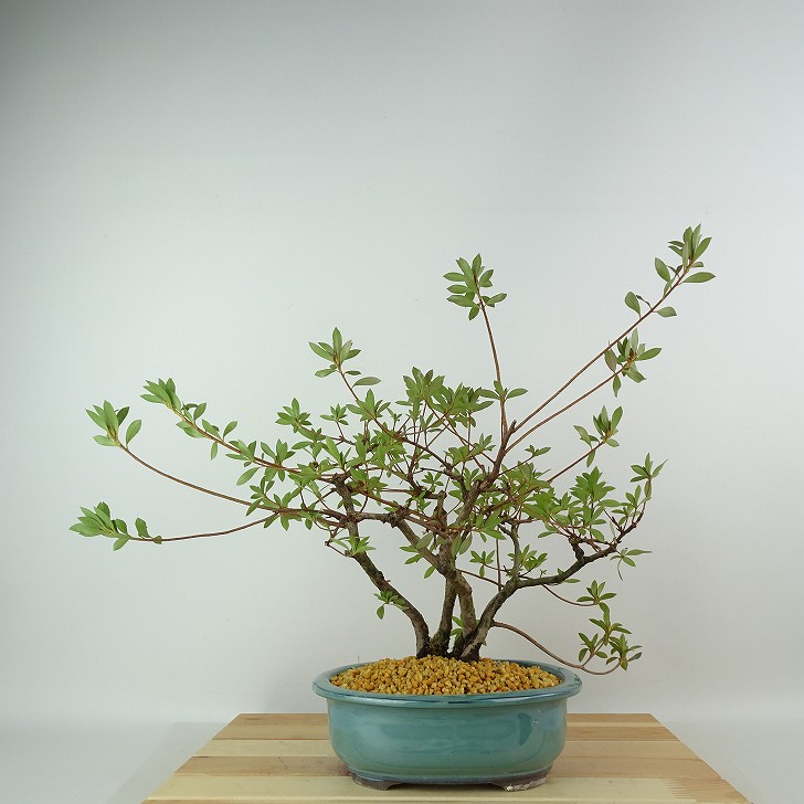 盆栽 皐月 桃太郎 樹高 約25cm さつき Rhododendron indicum サツキ