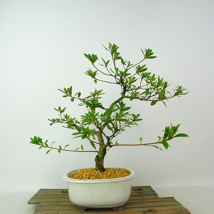 楽天市場】盆栽 花芽付き！皐月（サツキ）（星の輝）【現品】2026春