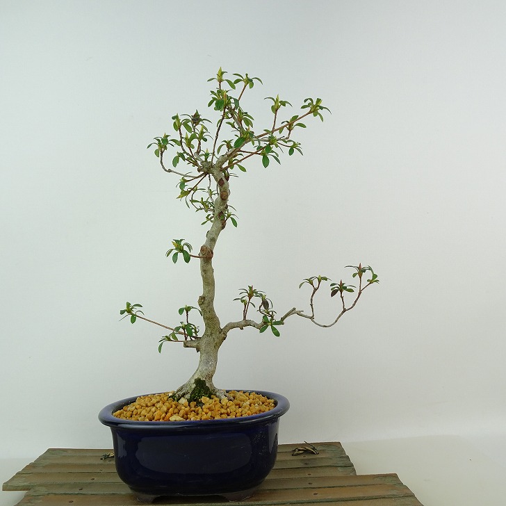 楽天市場】盆栽 特選：皐月(晃山)*現品 サツキ さつき Satsuki bonsai