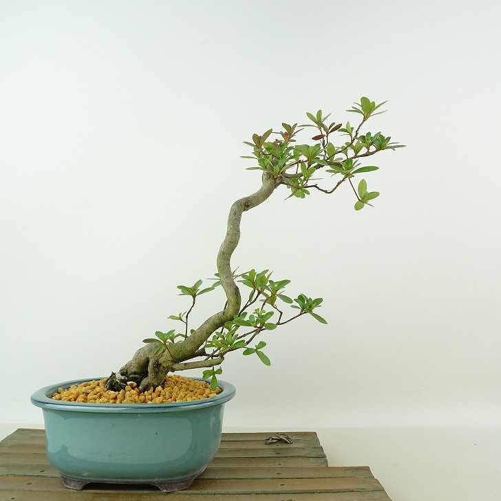 盆栽 皐月 神鏡 樹高 約24cm さつき Rhododendron indicum サツキ ツツジ科 常緑樹 観賞用 現品 送料無料