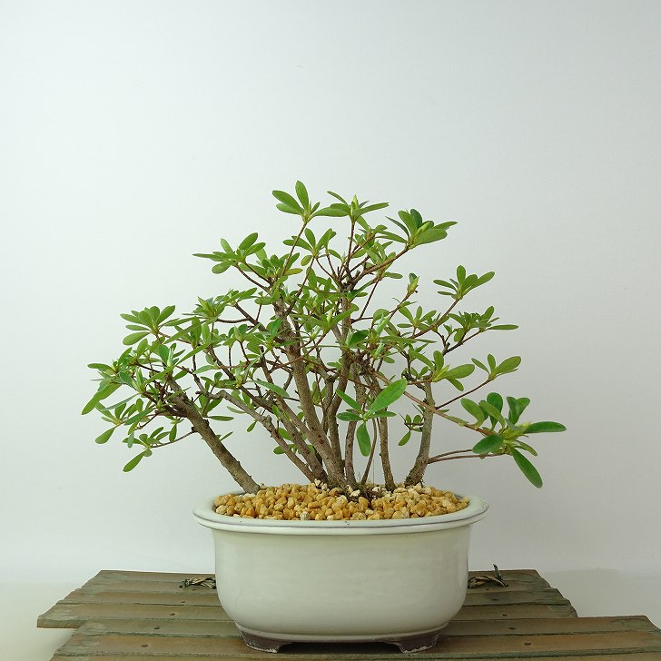 楽天市場】盆栽 花芽付！皐月（サツキ）（日の丸）【現品】2026