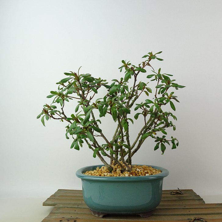 盆栽 皐月 歓喜天 樹高 約19cm さつき Rhododendron indicum サツキ ツツジ科 常緑樹 観賞用 小品 現品 送料無料