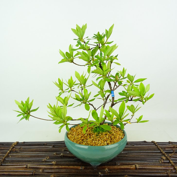 楽天市場】盆栽 皐月 晃山 樹高 約20cm さつき Rhododendron indicum
