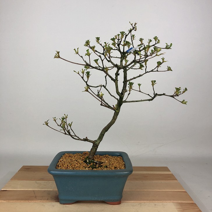 盆栽 皐月 静香 樹高 約28cm さつき Rhododendron indicum サツキ ツツジ科 常緑樹 観賞用 現品 送料無料