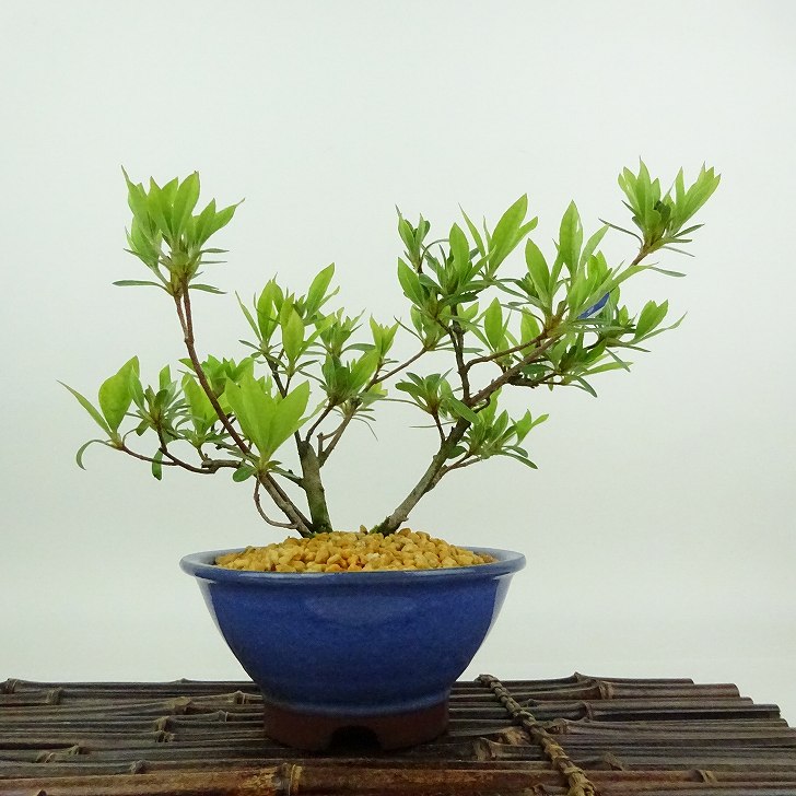 盆栽 皐月 聖代 樹高 約14cm さつき Rhododendron indicum サツキ ツツジ科 常緑樹 観賞用 小品 現品 送料無料