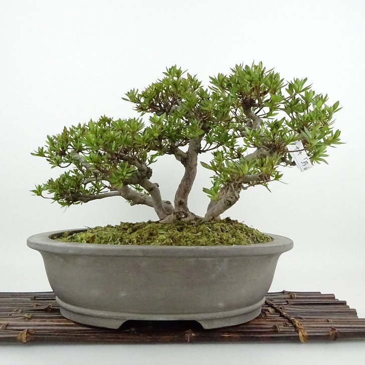 盆栽 『サツキ(珍山)』 花 インテリア 観葉植物 送料無料 b118 盆栽 『サツキ(珍山)』 花 インテリア 観葉植物 送料無料 b118