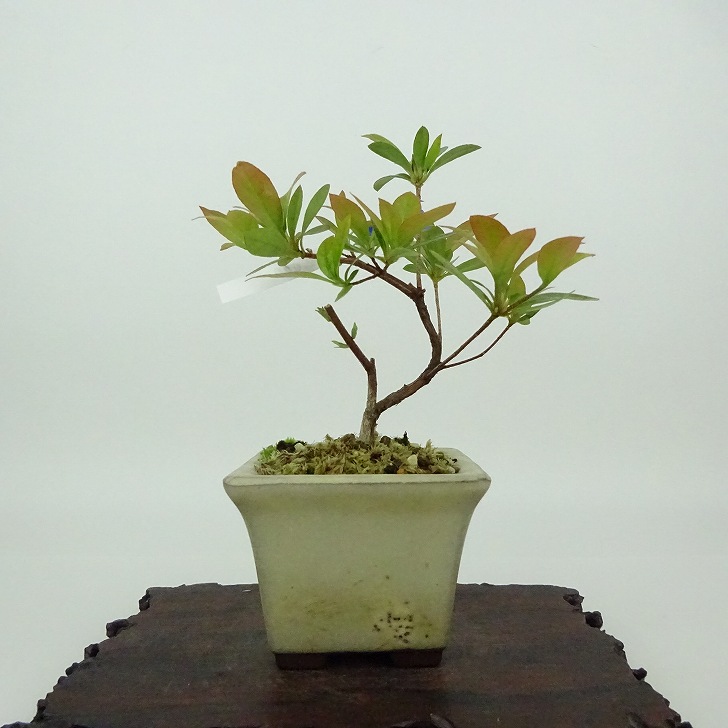 楽天市場】盆栽 皐月 珍山 樹高 約21cm さつき Rhododendron