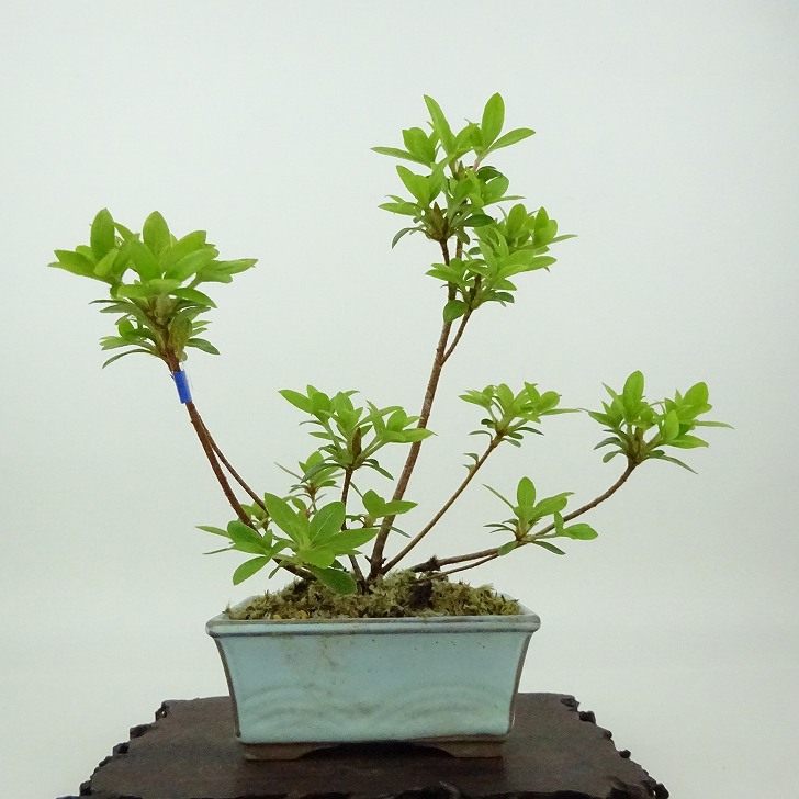 Ysh_sugawara69様専 皐月 日光 樹高22cm sugawara69さん専用 太幹短寸