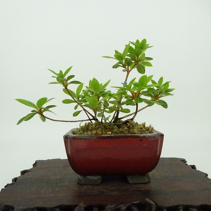 楽天市場】盆栽 皐月 樹高 約8cm さつき Rhododendron indicum サツキ