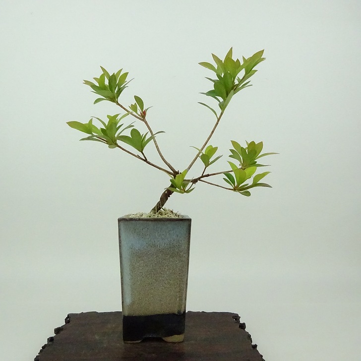 楽天市場】盆栽 皐月 聖代 樹高 約14cm さつき Rhododendron indicum