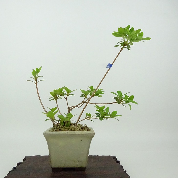 皐月盆栽「聖代」 楽天市場】盆栽 皐月 聖代 樹高 約14cm さつき Rhododendron indicum