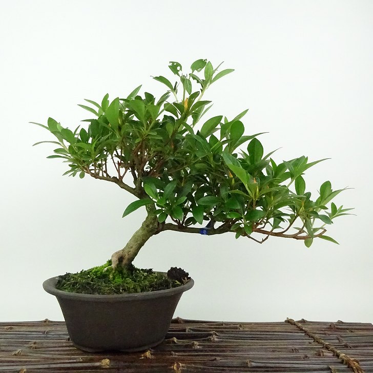 楽天市場】盆栽 皐月 花ビン 樹高 約15cm さつき Rhododendron