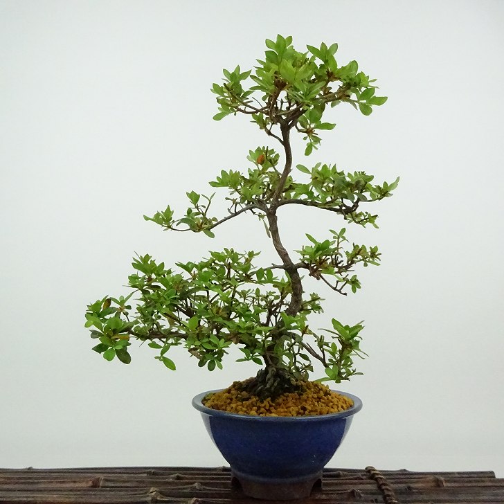 青い鉢の独特な形状の盆栽 皐月晃山 photo.jpg