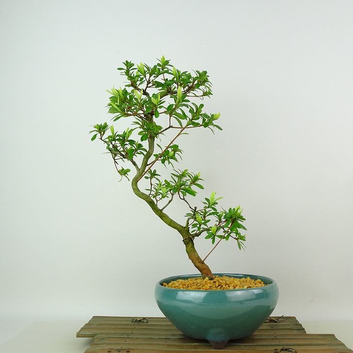 楽天市場】盆栽 皐月 桜姫 樹高 約22cm さつき Rhododendron indicum