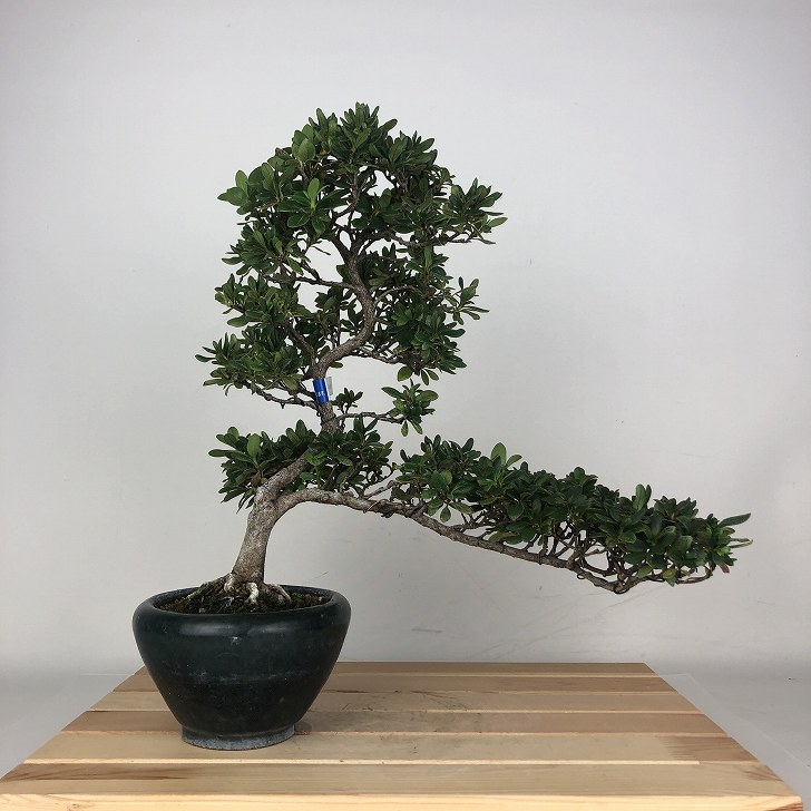 盆栽 皐月 絹の舞 樹高 約31cm さつき Rhododendron indicum サツキ ツツジ科 常緑樹 鑑賞用 観賞用 現品｜盆栽はニわ 店
