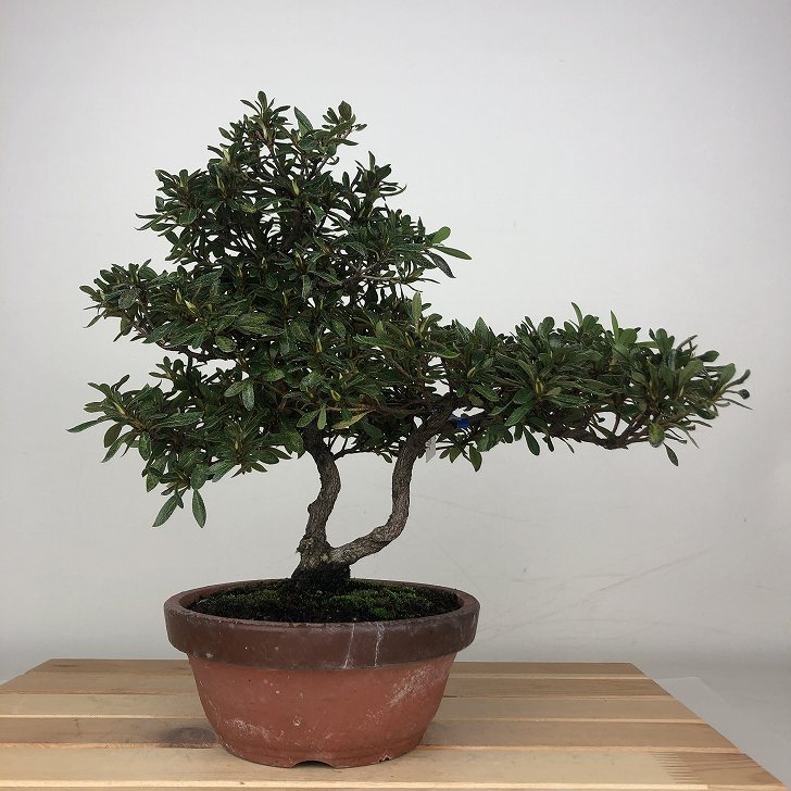 楽天市場】盆栽 特選：皐月(晃山)*現品 サツキ さつき Satsuki