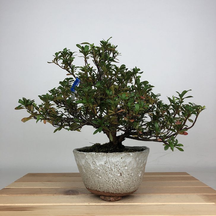 楽天市場】盆栽 皐月 花ビン 樹高 約15cm さつき Rhododendron indicum