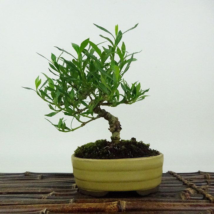 楽天市場】盆栽：梔子(喜代誉)*現品 一点物 くちなし クチナシ