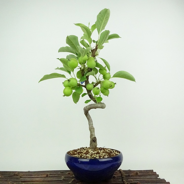 楽天市場】姫リンゴ 「姫国光」 4.5号浅鉢(13.5cm) 【盆栽素材