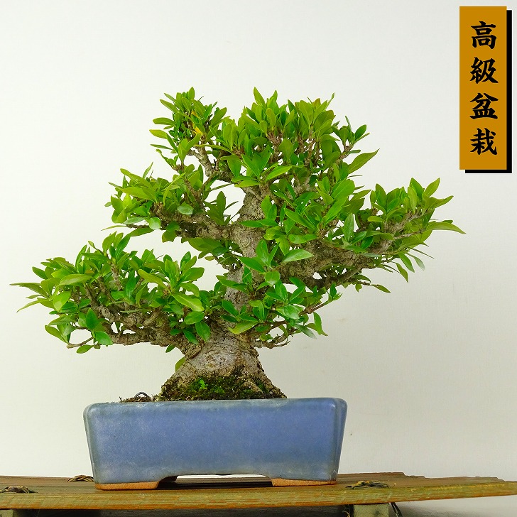 盆栽 梔子 樹高 約20cm くちなし 高級盆栽 Gardenia jasminoides クチナシ 実 アカネ科 クチナシ属 常緑樹 観賞用 小品 現品｜盆栽はニわ 店