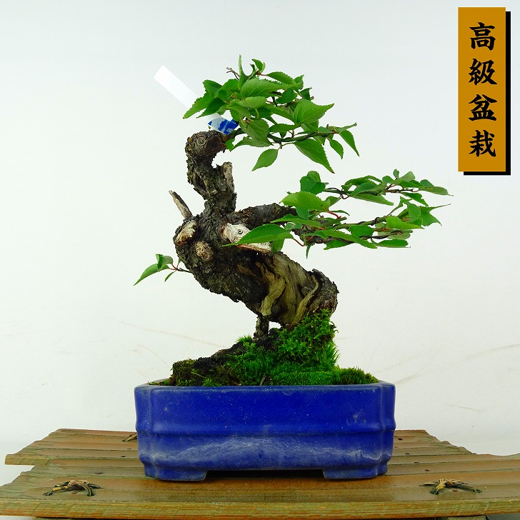 盆栽 梅 野梅 樹高 約18cm うめ 高級盆栽 Prunus mume ウメ 青軸 ヤバイ ノウメ バラ科 落葉樹 鑑賞 観賞用 小品 現品|盆栽はニわ 店