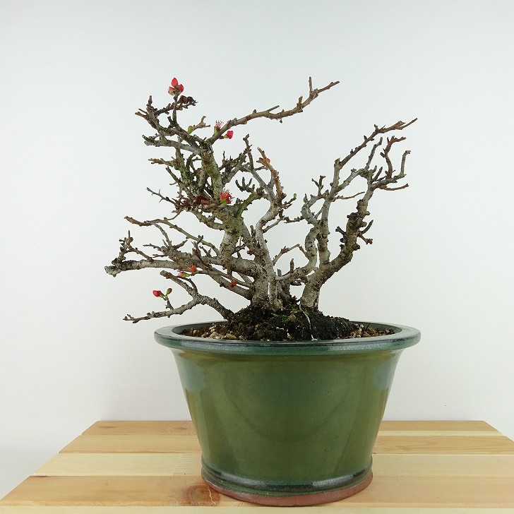 盆栽 梅 長寿梅 樹高 約18cm ちょうじゅばい Chaenomeles japonica 'Chojubai' チョウジュバイ バラ科 ボケ属 落葉樹 観賞用 小品 現品｜盆栽はニわ 店