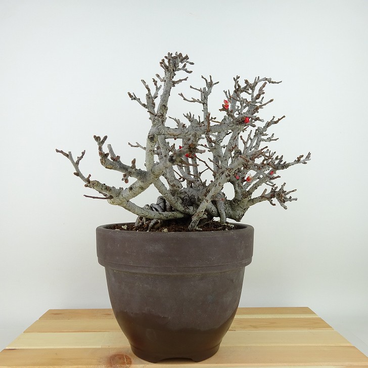 盆栽 梅 長寿梅 樹高 約19cm ちょうじゅばい Chaenomeles japonica 'Chojubai' チョウジュバイ バラ科 ボケ属 落葉樹 観賞用 小品 現品｜盆栽はニわ 店