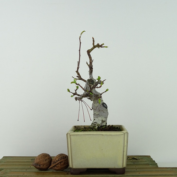 盆栽 海棠 樹高 約18cm かいどう Malus micromalus カイドウ バラ科 落葉樹 観賞用 小品 現品 送料無料