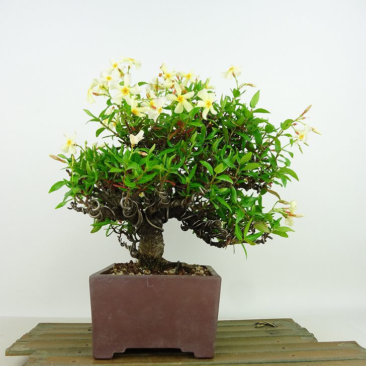 盆栽 定家葛 樹高 約20cm ていかかずら Trachelospermum asiaticum テイカカズラ つる性 キョウチクトウ科 常緑樹 紅葉 観賞用 小品 現品｜盆栽はニわ 店