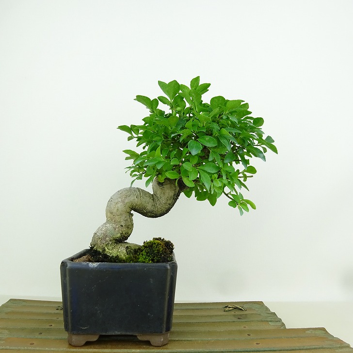 楽天市場】盆栽 特選：こまゆみ 現品*コマユミ Komayumi bonsai