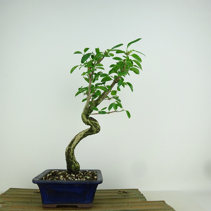 楽天市場】盆栽 真弓 樹高 約26cm まゆみ Euonymus sieboldianus