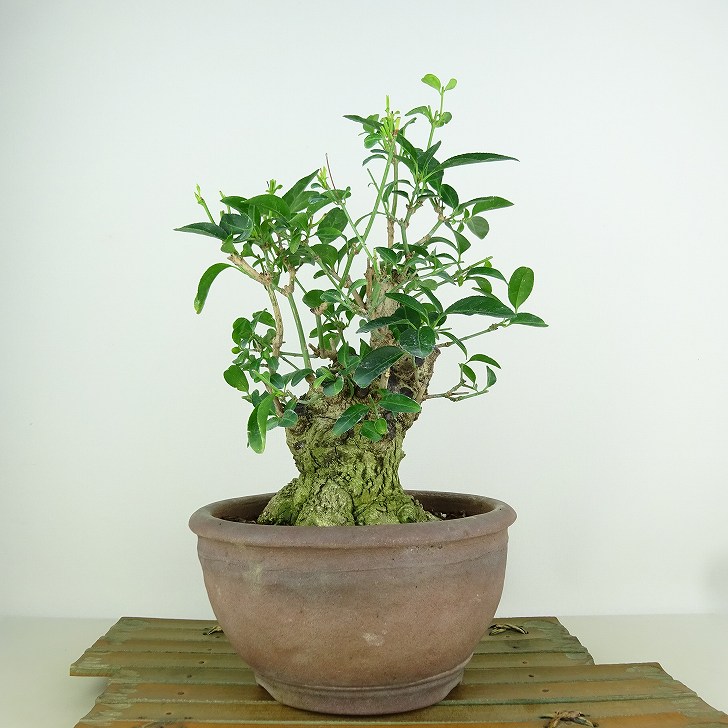 盆栽 真弓 樹高 約25cm まゆみ Euonymus sieboldianus マユミ 紅葉 ニシキギ科 落葉広葉樹 観賞用 現品 送料無料